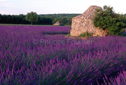 IMG_84888_VAUCLUSE (84)  MENERBES PARC NATUREL REGIONAL DU LUBER