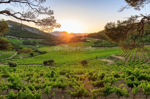 IMG_1907072452_.dngvaucluse (84)  la roque alric le vignoble, be