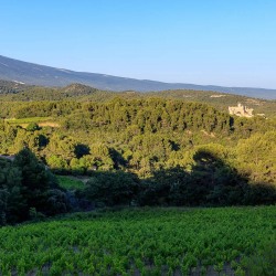 IMG_1907072341_Vaucluse (84)  Le Barroux Pays des Dentelles de M