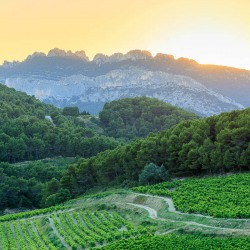 IMG_1907072476_vaucluse (84)  la roque alric le vignoble, beaume