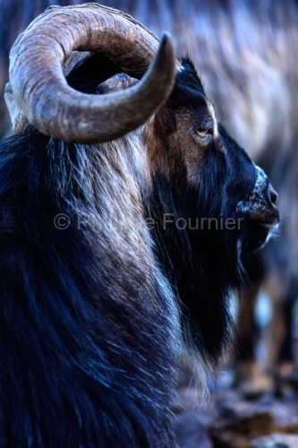 IMG_18041329_Ardeche (07) saint remeze reserve naturelle des gor