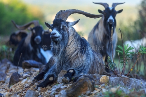 IMG_18041343_Ardeche (07) saint remeze reserve naturelle des gor