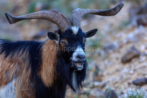 IMG_18041354_Ardeche (07) saint remeze reserve naturelle des gor