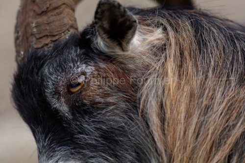 IMG_18056541_Ardeche (07)  saint remèze réserve naturelle des