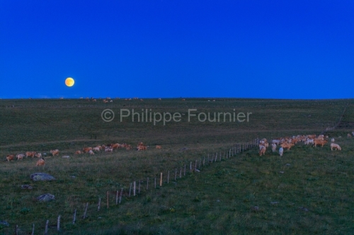 IMG_19077350_Lozère (48) Marchastel Monts d'Aubrac lever de Lun