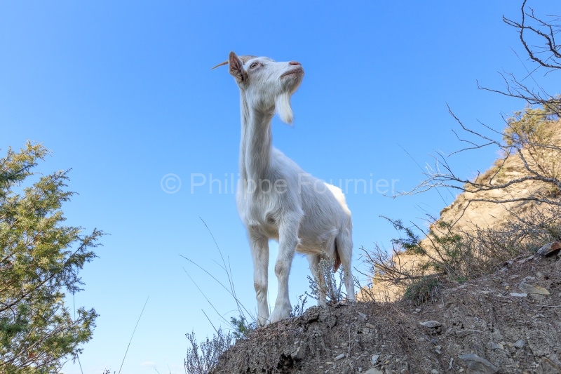 IMG_2202100349_Ardèche (07) Banne, Nature chèvres sauvage 
 pe