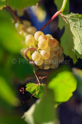 IMG_18083086__Drome_Châtillon-en-Diois_Vignoble.CR2