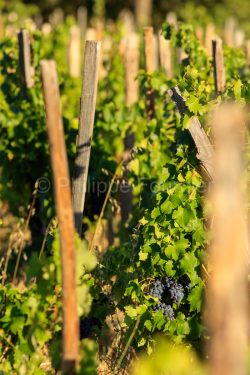 IMG_1909121332_Vaucluse (84)  Gigondas viticulture le vignoble p