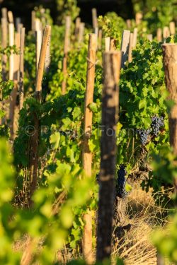IMG_1909121339_Vaucluse (84)  Gigondas viticulture le vignoble p