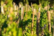 IMG_1909121343_Vaucluse (84)  Gigondas viticulture le vignoble p