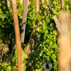 IMG_1909121332_Vaucluse (84)  Gigondas viticulture le vignoble p