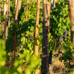 IMG_1909121339_Vaucluse (84)  Gigondas viticulture le vignoble p