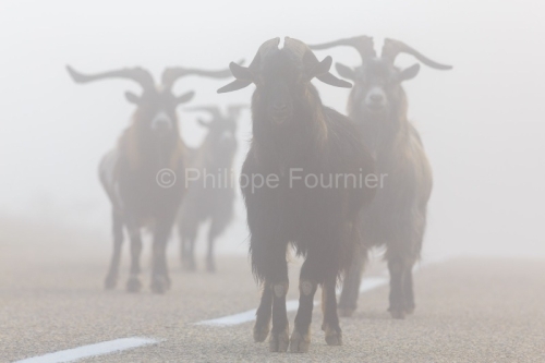 IMG_18067085_Ardeche (07)  saint remèze réserve naturelle des