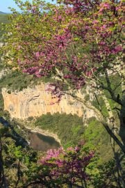 IMG_13057225_Ardeche (07)  Saint Remeze Reserve Naturelle des Go