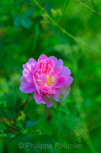 IMG_2605220375