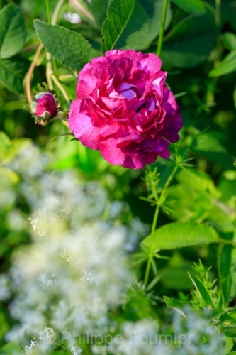 IMG_2605220710