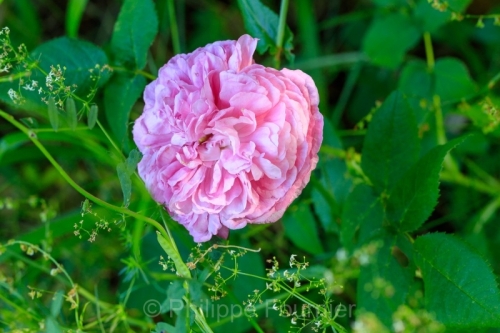 IMG_2605260660