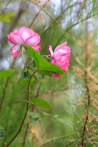 IMG_2605061113