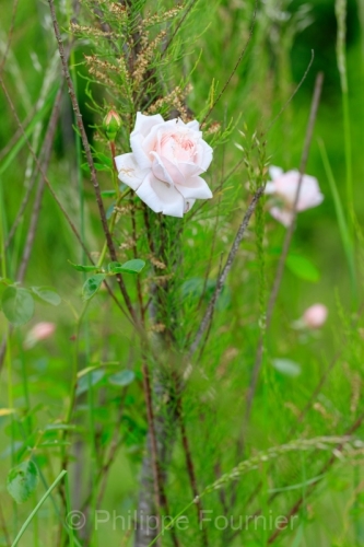 IMG_2605061116