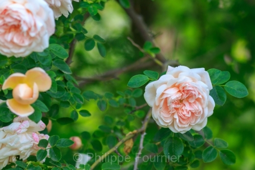 IMG_2605160318