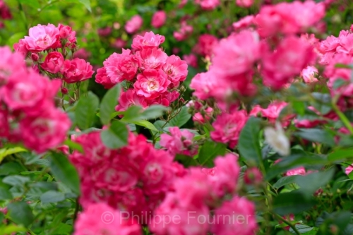 IMG_2605160414