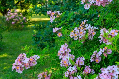 IMG_2605230408