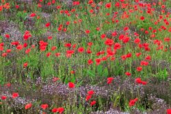 IMG_13060562_ARDECHE (07) GROSPIERRES PAYSAGE COQUELICOTS THYM E
