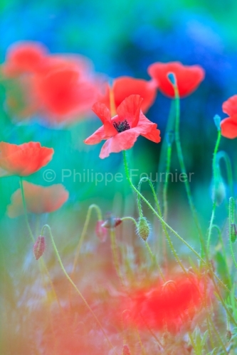 IMG_13060573_ARDECHE (07) GROSPIERRES PAYSAGE COQUELICOTS THYM E