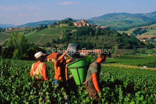IMG_69326_RHONE (69)  TERNAND SCENE DE VENDANGES VENDANGEURS LE
