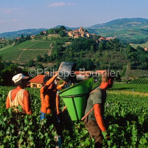 Viticulture
