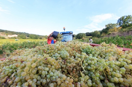 IMG_16091681_ARDECHE (07)  BOURG SAINT ANDEOL NOTRE DAME DE COUS