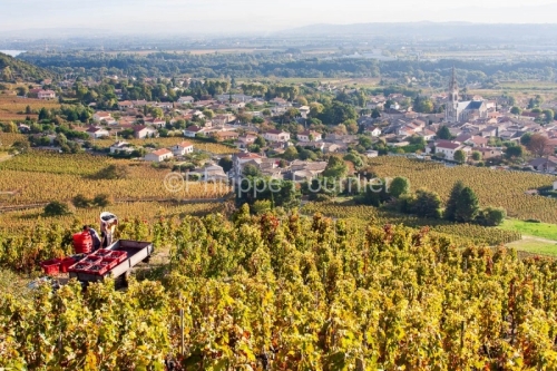 IMG_59964_ARDECHE (07)  CORNAS SCèNE DE VENDANGES à CORNAS Cé