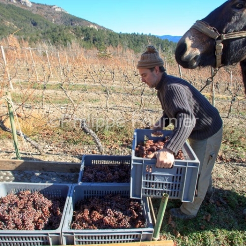 Vendanges
