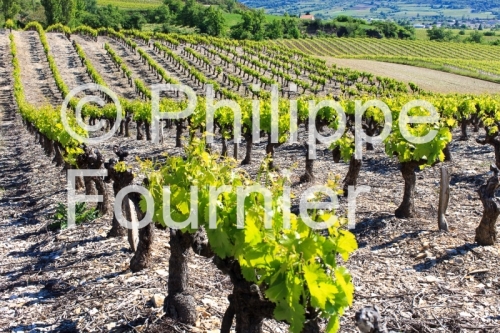 IMG_13058562_VIGNOBLE VALVIGNERES