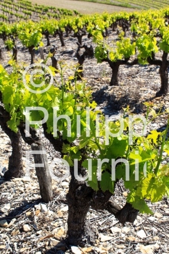 IMG_13058563_VIGNOBLE VALVIGNERES