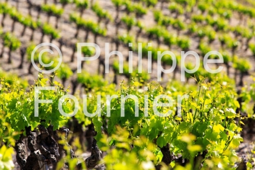 IMG_13058565_VIGNOBLE VALVIGNERES