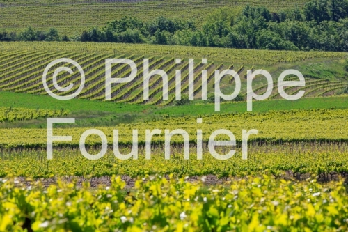 IMG_13058567_VIGNOBLE VALVIGNERES