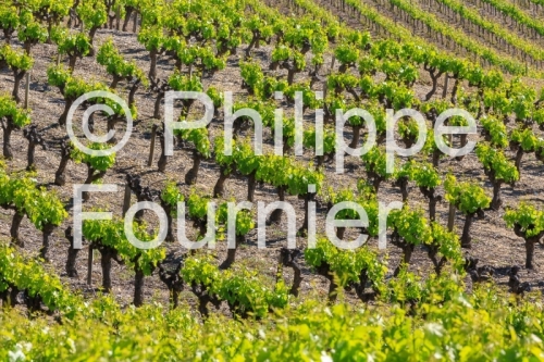 IMG_13058569_VIGNOBLE VALVIGNERES
