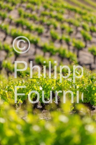 IMG_13058572_VIGNOBLE VALVIGNERES