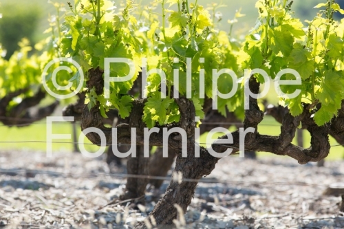IMG_13058585_VIGNOBLE VALVIGNERES