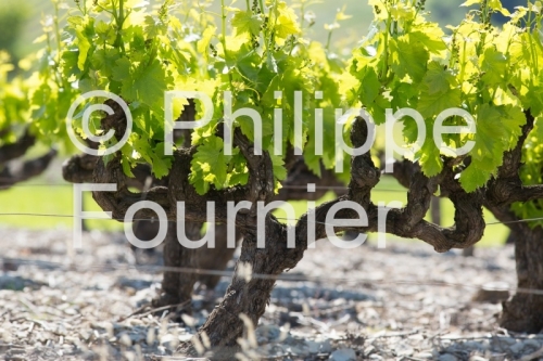 IMG_13058586_VIGNOBLE VALVIGNERES