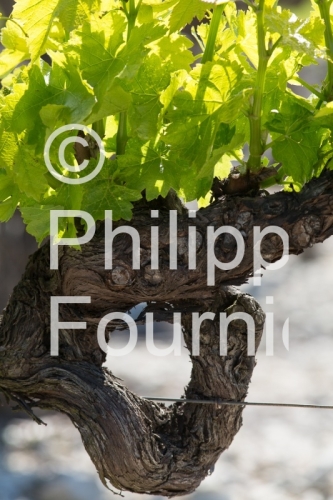 IMG_13058589_VIGNOBLE VALVIGNERES