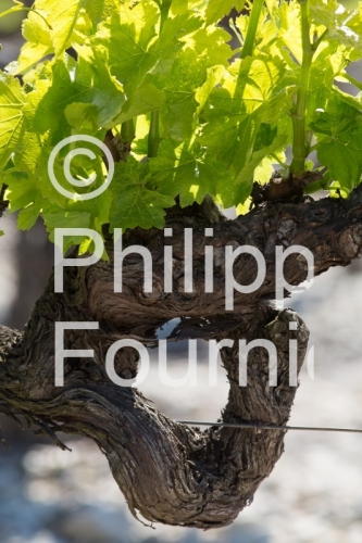 IMG_13058590_VIGNOBLE VALVIGNERES