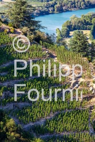 IMG_15084424_Paysage Vignoble Vignoble-en-Terrasse Tournon-sur-R