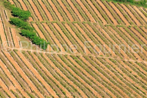IMG_17041962_Vignoble_Paysage_Naves_Ardeche