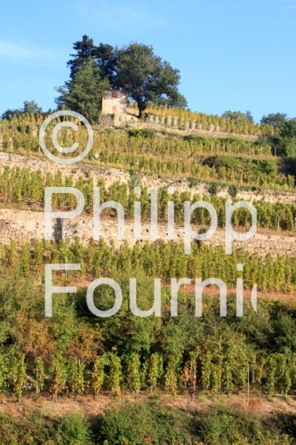 IMG_59952_CABANON DANS LES VIGNES A CORNAS VALLEE DU RHONE ARDEC