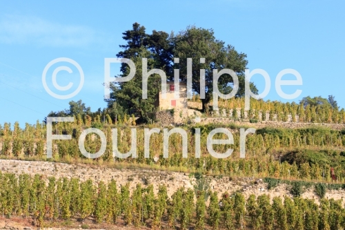 IMG_59956_CABANON DANS LES VIGNES A CORNAS VALLEE DU RHONE ARDEC