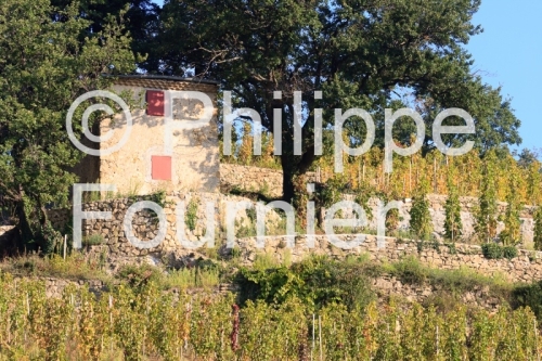 IMG_59959_CABANON DANS LES VIGNES A CORNAS VALLEE DU RHONE ARDEC