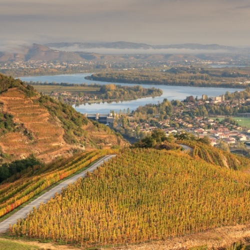 Vignoble