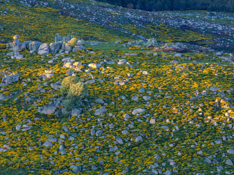 IMG_19065227_LOZèRE (48) PONT DE MONTVERT SUD MONT LOZèRE PARC NATIONAL DES CéVENNES CHAOS GRANITIQUE GENêTS EN FLEURS.